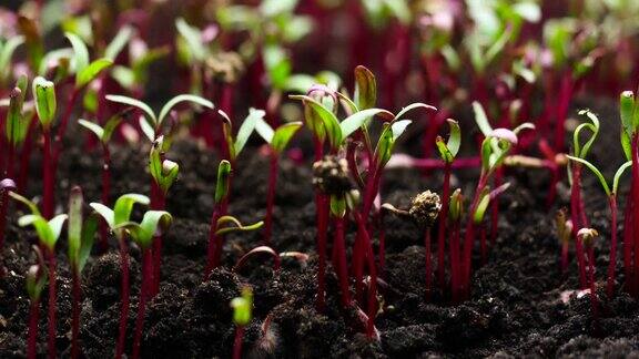 植物生长时间甜菜种子发芽春夏农业