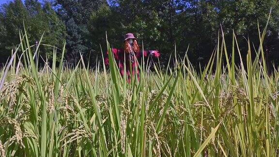成熟的稻子和稻草人在农村的农场里秋收的季节稻穗在风中摇摆