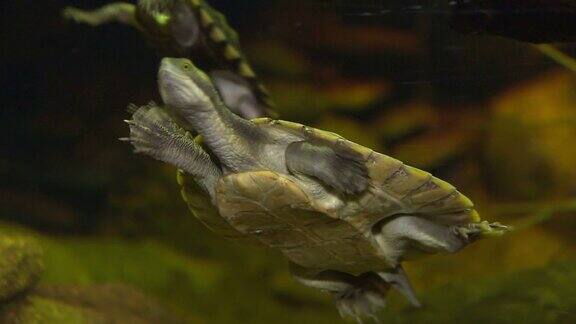 小乌龟在水池里游泳