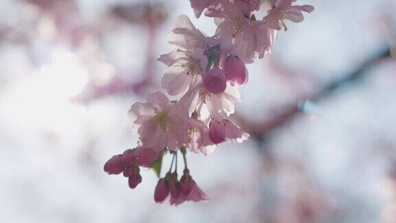 阳光下的樱花树