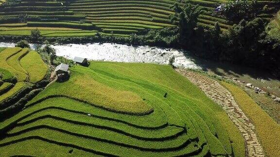 鸟瞰图梯田的农场在丘陵或山区地形美丽的风景梯田在越南的木仓chai农业收获梯田是传统的东南亚农业