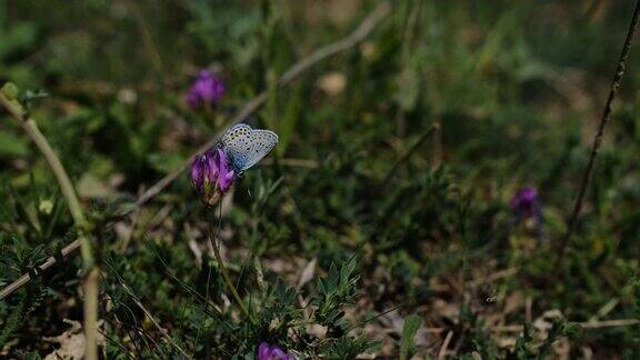 紫色花朵上美丽的小蓝蝴蝶
