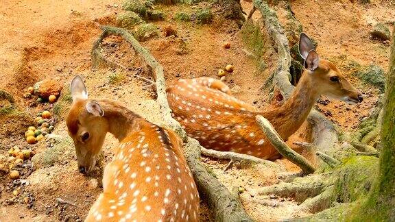 野生动物-斑点鹿在阳光下休息