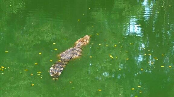 鳄鱼在绿色的沼泽水里游泳泥泞的沼泽河泰国亚洲