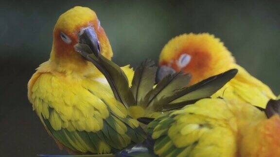 色彩斑斓的鹦鹉鸟