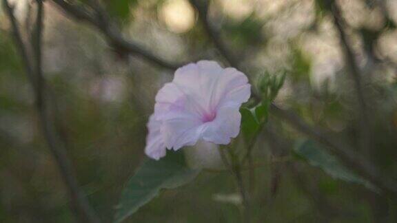 牵牛花纯净于田园风光