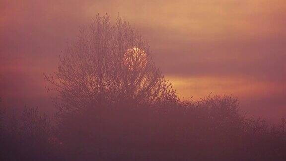 树木背光在神秘的阳光在日落