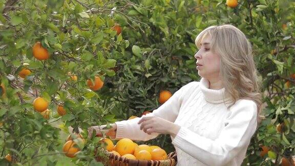 女人在花园里摘水果女性把橙色西班牙的新鲜水果