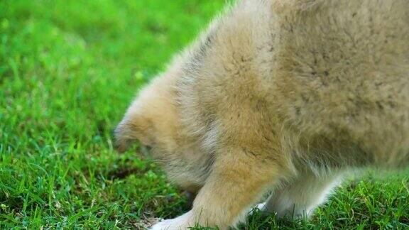 小狗在草地上玩耍