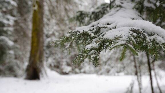 森林在霜冻中冬天的风景雪覆盖的树木