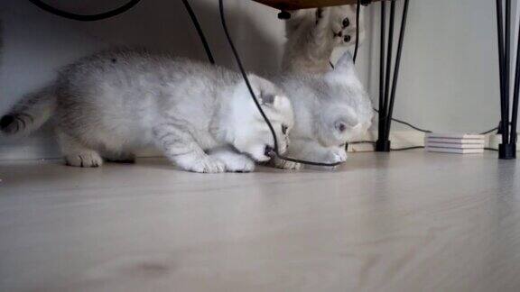 英国短毛猫小猫玩电缆