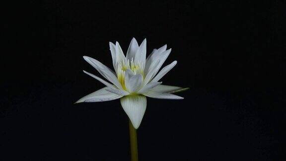 时光流逝美丽的白莲睡莲在池塘中绽放睡莲盛开