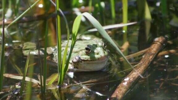 池塘中常见的水蛙带声泡泡林蛙正在噼啪作响
