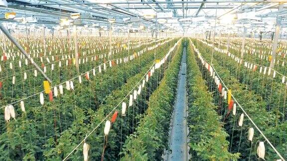 在一片巨大的绿色植物中一排排被捆扎的番茄丛
