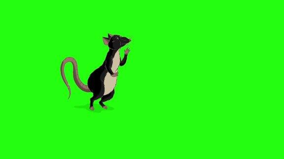 黑老鼠站了起来嗅了嗅一些动画的颜色键