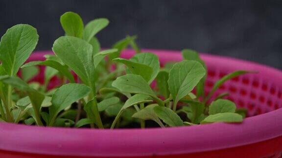 新鲜蔬菜沙拉幼苗在生长旋转蔬菜沙拉视频