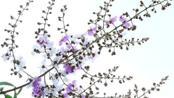 树上大叶紫花白色背景
