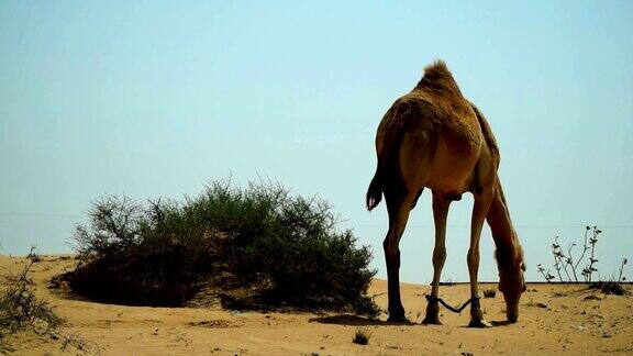 一群骆驼在阿拉伯联合酋长国的沙漠里吃草