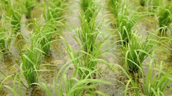 俯视图的稻田