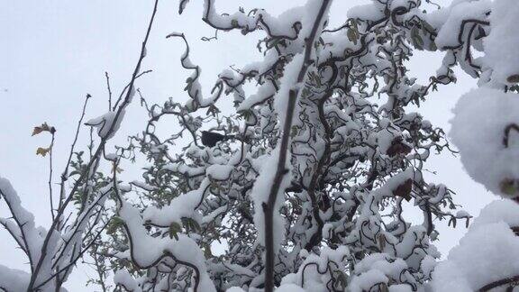 鸟儿在冰雪覆盖的树枝上飞舞在冬日的寒风中摇曳