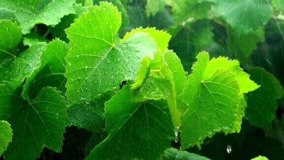 雨中的绿葡萄叶子
