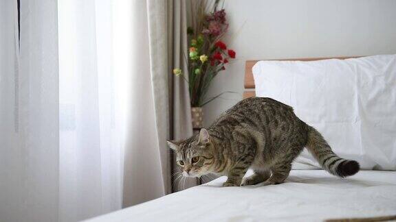 可爱的虎斑猫准备在现代卧室的白色床上跳