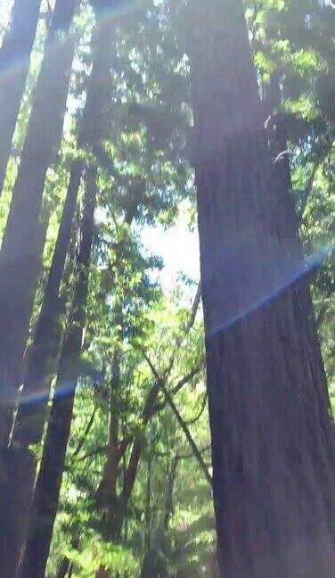 森林里的红杉树垂直行走