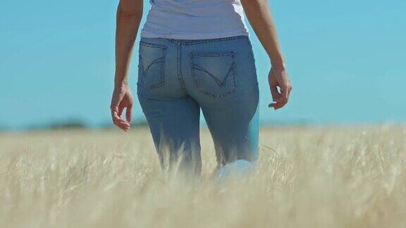 特写镜头一个穿牛仔裤的女人走在麦田里后视镜穿着牛仔裤的苗条女人走在金色的田野蓝色的天空4kProRes