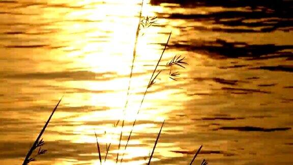 夕阳映在池塘里