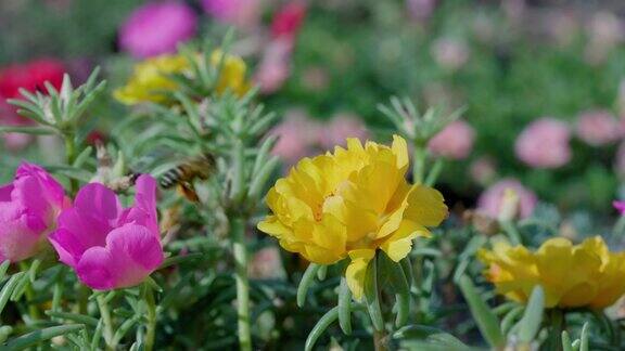 一只蜜蜂在金银花周围飞行的特写镜头