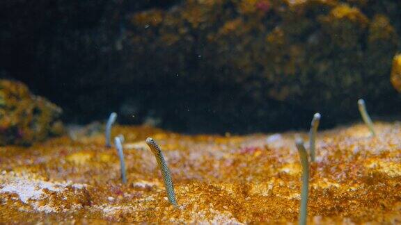 Heterocongrinae斑点和华丽的花园鳗鱼小鱼生活在海底的洞穴里大西洋Heterocongerhassi