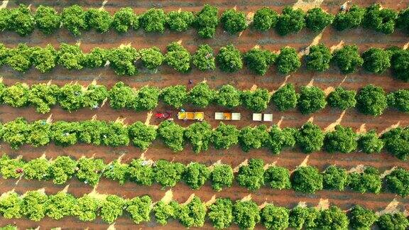 巴西农业景观中的农场无人机拍摄