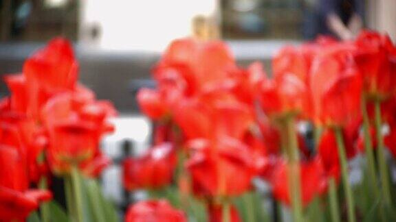 几朵红色郁金香花的特写视频在纽约公园大道上聚焦