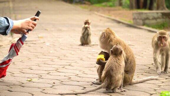 用手机给猴子拍照