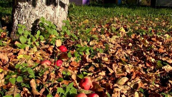 苹果从苹果树上掉下来