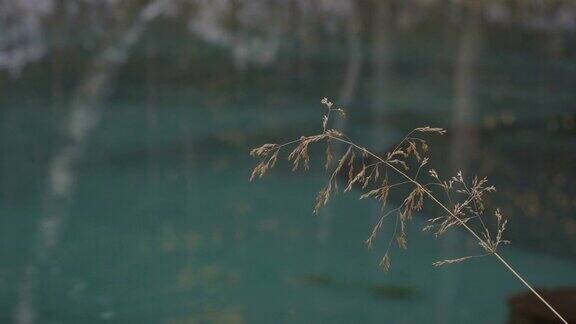 特写的草叶和碧蓝的湖水倒影在树木的背景下