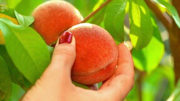 女用手从桃树上摘熟了多汁的桃子果园中的树枝清洁果园丰收甜食概念