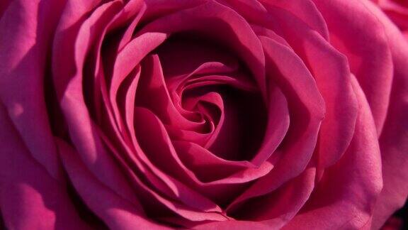 微景光画上的粉红玫瑰花瓣