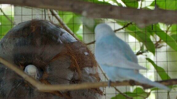 在一个大笼子里作为宠物饲养的蓝色虎皮鹦鹉