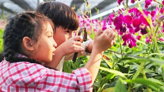 弟弟和妹妹用放大镜照到兰花上学习课堂之外人与自然