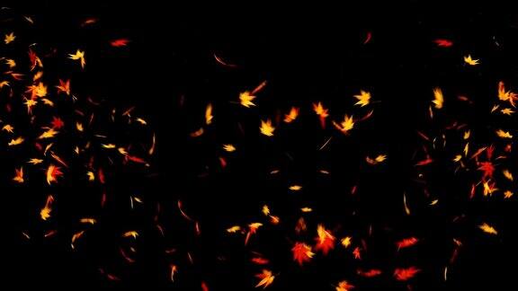 秋叶落在黑色背景上枫叶循环闪烁动画