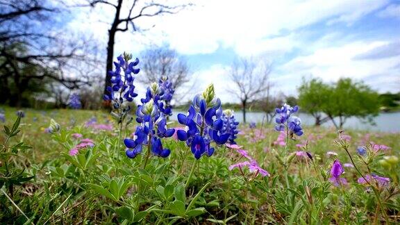 来自德克萨斯州奥斯汀的Bluebonnets