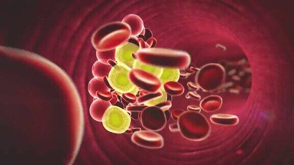 红细胞、胆固醇