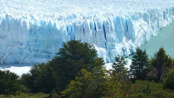 莫雷诺冰川前沿前面有树
