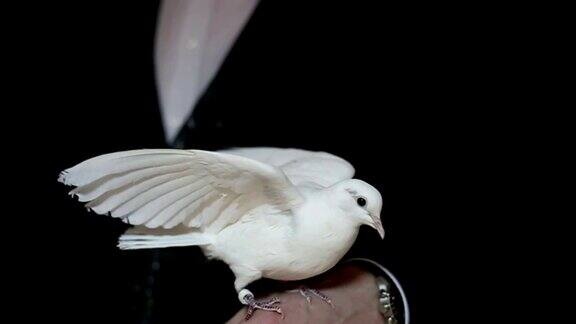 一只白鸽坐在一个人的手臂上挥动着翅膀