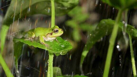 青蛙在水中洗澡的4K慢动作视频