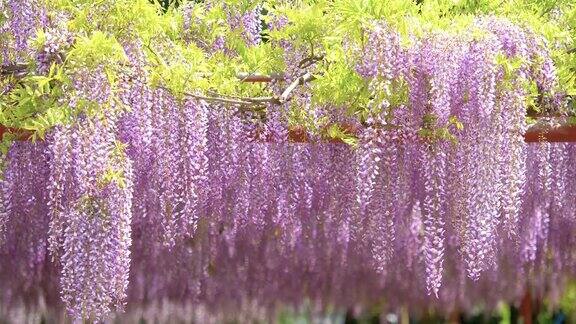 紫藤(wisteriasinensis)是紫藤属的木质、落叶、多年生攀缘藤本植物