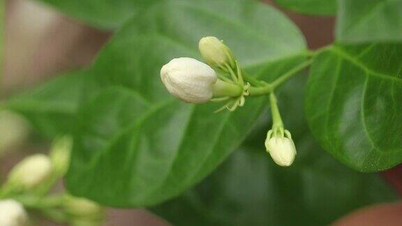 茉莉花随风摇曳