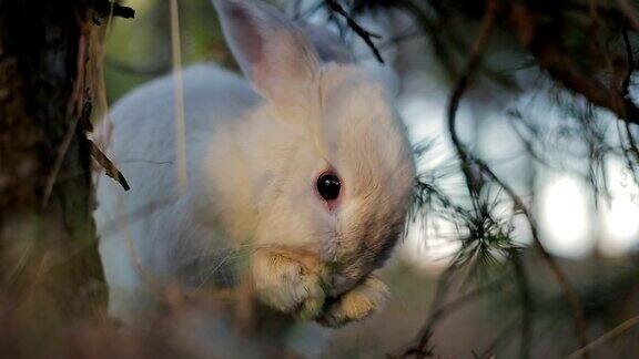 夏日森林里的小白兔
