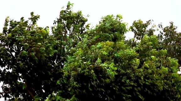树木在暴风雨和大雨期间大雨和大风吹过树木